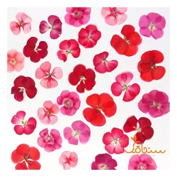 گل شمعدانی پرس شده (۵ عددی) - فروشگاه گل خشک سنجاقک