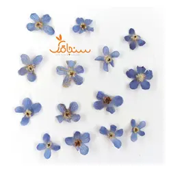 گلهای رایگان درجه۳ - فروشگاه گل خشک سنجاقک