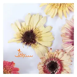 گلهای رایگان درجه۳ - فروشگاه گل خشک سنجاقک