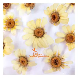 گلهای رایگان درجه۳ - فروشگاه گل خشک سنجاقک