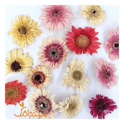 گلهای رایگان درجه۳ - فروشگاه گل خشک سنجاقک