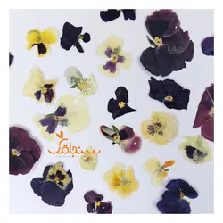 گلهای رایگان درجه۳ - فروشگاه گل خشک سنجاقک