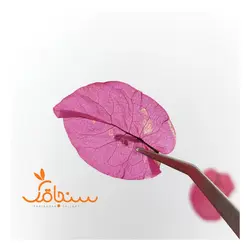 گلهای رایگان درجه۳ - فروشگاه گل خشک سنجاقک