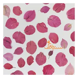 گلهای رایگان درجه۳ - فروشگاه گل خشک سنجاقک