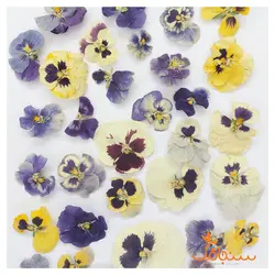 گلهای رایگان درجه۳ - فروشگاه گل خشک سنجاقک