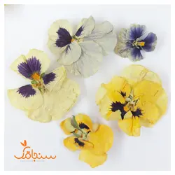 گلهای رایگان درجه۳ - فروشگاه گل خشک سنجاقک