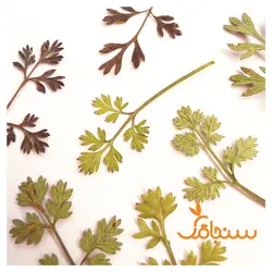 برگ مروارید(۱۰ عددی) - فروشگاه گل خشک سنجاقک