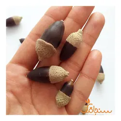 بلوط سیاه کالیفرنیایی مینیاتوری - فروشگاه گل خشک سنجاقک