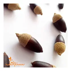 بلوط سیاه کالیفرنیایی مینیاتوری - فروشگاه گل خشک سنجاقک