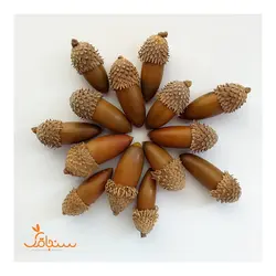 بلوط(بسته‌ی ۵تایی) - فروشگاه گل خشک سنجاقک