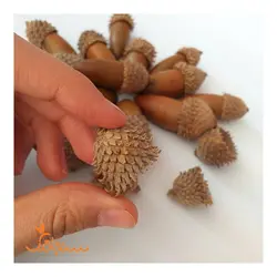 بلوط(بسته‌ی ۵تایی) - فروشگاه گل خشک سنجاقک