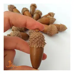 بلوط(بسته‌ی ۵تایی) - فروشگاه گل خشک سنجاقک