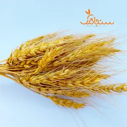 خوشه گندم(10 خوشه) - فروشگاه گل خشک سنجاقک