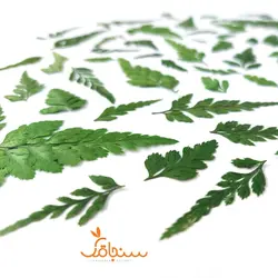 سرخس جنگلی - فروشگاه گل خشک سنجاقک