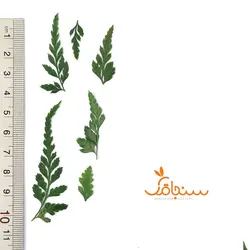 سرخس جنگلی - فروشگاه گل خشک سنجاقک
