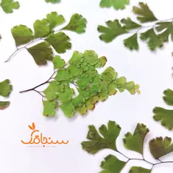 پرسیاوشان بسته ۵ عددی - فروشگاه گل خشک سنجاقک