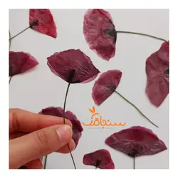 شقایق قرمز(بسته ۵ عددی) - فروشگاه گل خشک سنجاقک