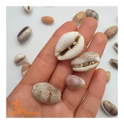 صدف لاکپشتی و پسته‌ای - فروشگاه گل خشک سنجاقک