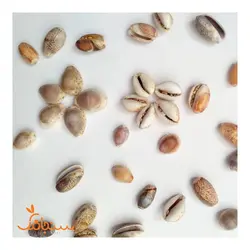 صدف لاکپشتی و پسته‌ای - فروشگاه گل خشک سنجاقک