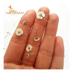 ژیپسوفیلا پرس شده(بسته ۵ عددی) - فروشگاه گل خشک سنجاقک