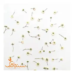ژیپسوفیلا پرس شده(بسته ۵ عددی) - فروشگاه گل خشک سنجاقک
