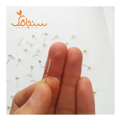 ژیپسوفیلا پرس شده(بسته ۵ عددی) - فروشگاه گل خشک سنجاقک
