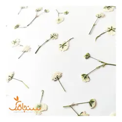 ژیپسوفیلا پرس شده(بسته ۵ عددی) - فروشگاه گل خشک سنجاقک