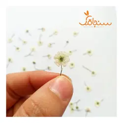 ژیپسوفیلا پرس شده(بسته ۵ عددی) - فروشگاه گل خشک سنجاقک