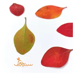 برگ زرشک زینتی(۱۰ عددی) - فروشگاه گل خشک سنجاقک
