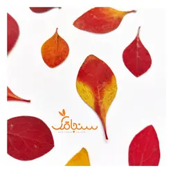 برگ زرشک زینتی(۱۰ عددی) - فروشگاه گل خشک سنجاقک