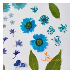 پک پرس شده رنگ آبی - فروشگاه گل خشک سنجاقک