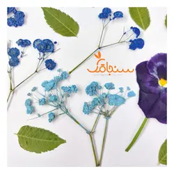 پک پرس شده رنگ آبی - فروشگاه گل خشک سنجاقک