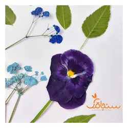 پک پرس شده رنگ آبی - فروشگاه گل خشک سنجاقک