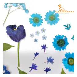 پک پرس شده رنگ آبی - فروشگاه گل خشک سنجاقک