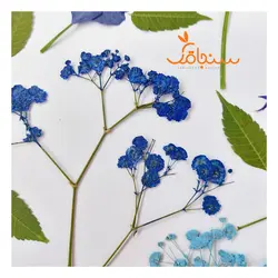 پک پرس شده رنگ آبی - فروشگاه گل خشک سنجاقک