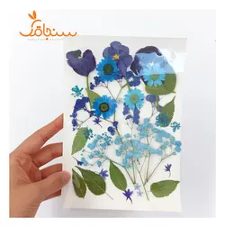 پک پرس شده رنگ آبی - فروشگاه گل خشک سنجاقک