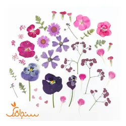 پک پرس شده رنگ صورتی بنفش - فروشگاه گل خشک سنجاقک