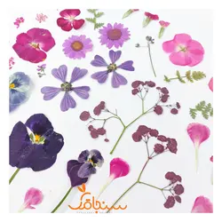 پک پرس شده رنگ صورتی بنفش - فروشگاه گل خشک سنجاقک