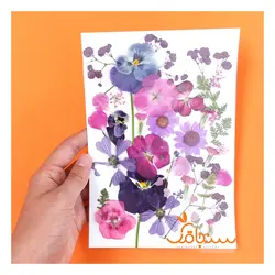 پک پرس شده رنگ صورتی بنفش - فروشگاه گل خشک سنجاقک