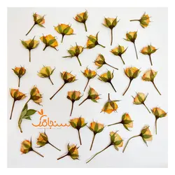 غنچه ساناز پرس شده نارنجی(۵ عددی) - فروشگاه گل خشک سنجاقک