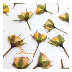 غنچه ساناز پرس شده نارنجی(۵ عددی) - فروشگاه گل خشک سنجاقک