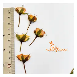 غنچه ساناز پرس شده نارنجی(۵ عددی) - فروشگاه گل خشک سنجاقک