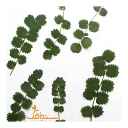 برگ یاسمن(بسته‌ ۵تایی) - فروشگاه گل خشک سنجاقک