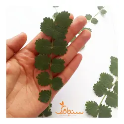 برگ یاسمن(بسته‌ ۵تایی) - فروشگاه گل خشک سنجاقک