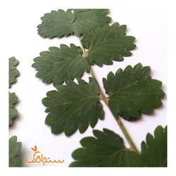 برگ یاسمن(بسته‌ ۵تایی) - فروشگاه گل خشک سنجاقک