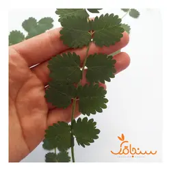 برگ یاسمن(بسته‌ ۵تایی) - فروشگاه گل خشک سنجاقک