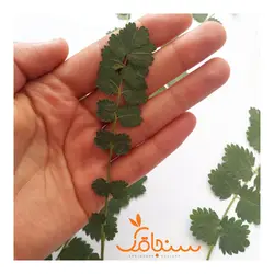 برگ یاسمن(بسته‌ ۵تایی) - فروشگاه گل خشک سنجاقک