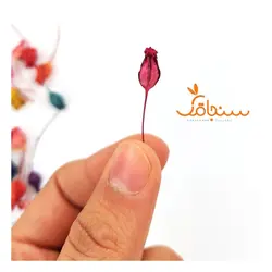 جغجغه(بسته ۲۰ تایی) - فروشگاه گل خشک سنجاقک