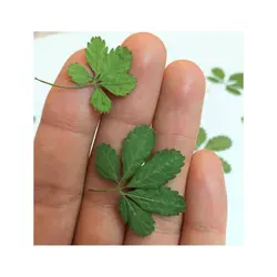 برگ پنج پر - فروشگاه گل خشک سنجاقک