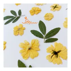 رز آبشاری(بسته های ۱۰ عددی) - فروشگاه گل خشک سنجاقک